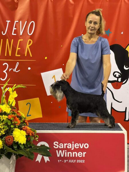 Hugo Boss de CAN RAYO - Schnauzer Miniatura - Sarajevo Winner