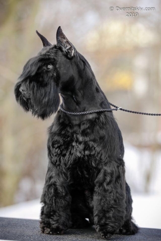 Multi Campeón VICTORIOUS STAR YAGO "Uga" - Schnauzer Miniatura Negro