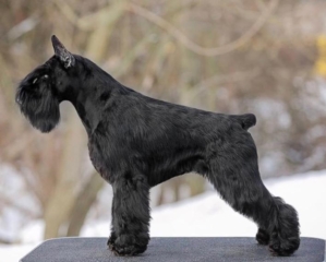 Multi Campeón VICTORIOUS STAR YAGO "Uga" - Schnauzer Miniatura Negro