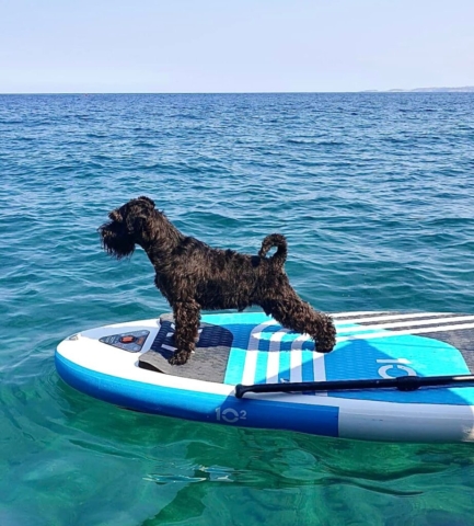 Willy Fog de Can Rayo - Summertime - Schnauzer Miniatura Negro haciendo Paddle Surf