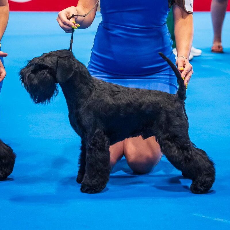 Ch. Yuri Gagarin de Can Rayo