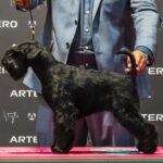 Kenya Moore de Can Rayo - Schnauzer Miniatura Negro