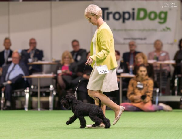 PROTOS BAILEYS LEWANDOWSKI de CAN RAYO en Kielce, Polonia PROTOS BAILEYS LEWANDOWSKI de CAN RAYO en Kielce, Polonia