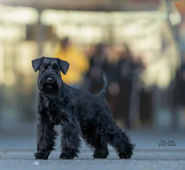 PROTOS BAILEYS LEWANDOWSKI de CAN RAYO (4,5 meses) PROTOS BAILEYS LEWANDOWSKI de CAN RAYO (4,5 meses)