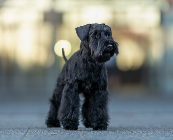 PROTOS BAILEYS LEWANDOWSKI de CAN RAYO (4,5 meses) PROTOS BAILEYS LEWANDOWSKI de CAN RAYO (4,5 meses)