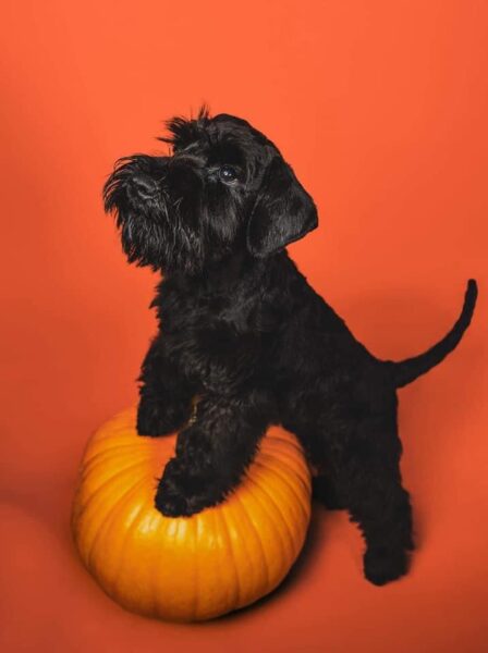 Protos Baileys Lewandowski de Can Rayo