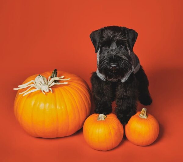 Protos Baileys Lewandowski de Can Rayo