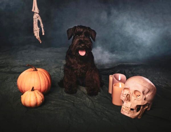 Protos Baileys Lewandowski de Can Rayo