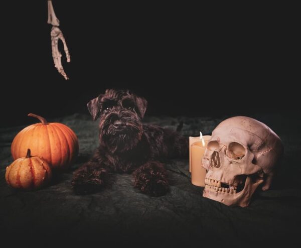 Protos Baileys Lewandowski de Can Rayo