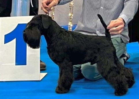 Ch. Lennox Lewis de Can Rayo-Schnauzer Miniatura Negro
