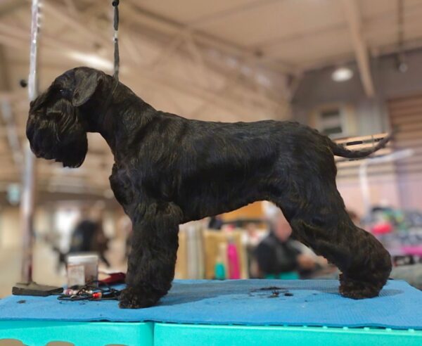 Patti Labelle de Can Rayo-Schnauzer Miniatura Negro en especial schnauzer Lyon 2023-frontal