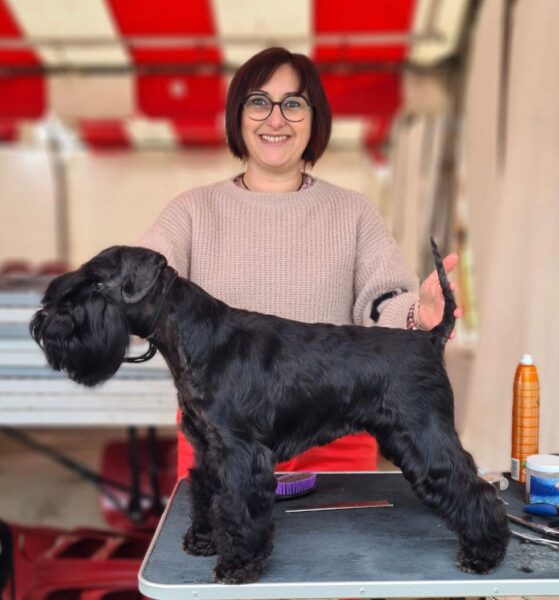 Patti Labelle de Can Rayo mejor Schnauzer Miniatura Negro en Auch, Francia 2023