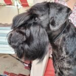 Patti Labelle de Can Rayo mejor Schnauzer Miniatura Negro en Auch, Francia 2023