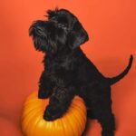 Protos Baileys Lewandowski de Can Rayo en Polonia (con 4 meses en 2021)