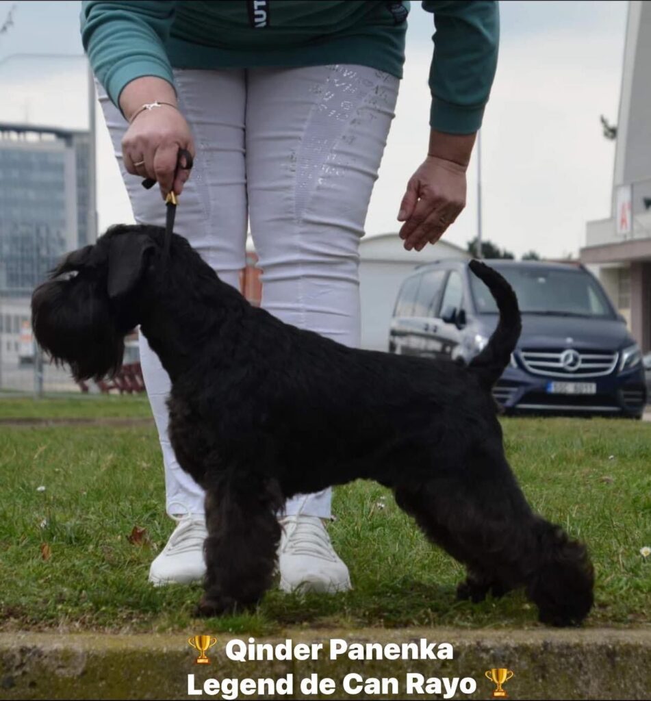 Qinder Panenka Legend de Can Rayo en Brno, República Checha 2023-Mejor joven schnauzer miniatura negro