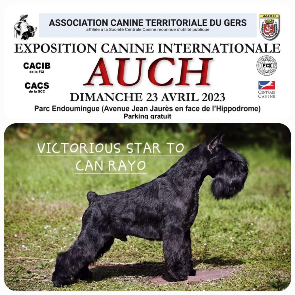 Victorious Star To Can Rayo en el cartel promocional de la exposición internacional de Auch, Francia 2023