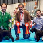 Schnauzer Miniatura Negro Ch. España Emerson Fittipaldi de Can Rayo - Emmo - y Victorious Star Pace in tutti il mondo “Slava” en Madrid 2023