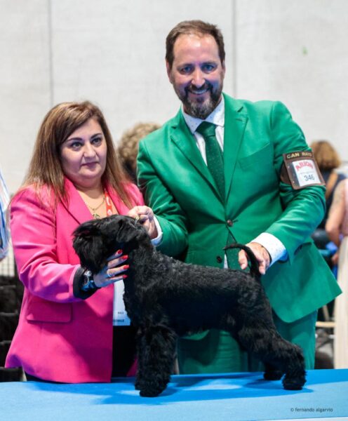 Schnauzer Miniatura Negro Kenya Moore de Can Rayo en Madrid 2023 (Latin winner)