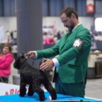 Schnauzer Miniatura Negro Kenya Moore de Can Rayo en Madrid 2023