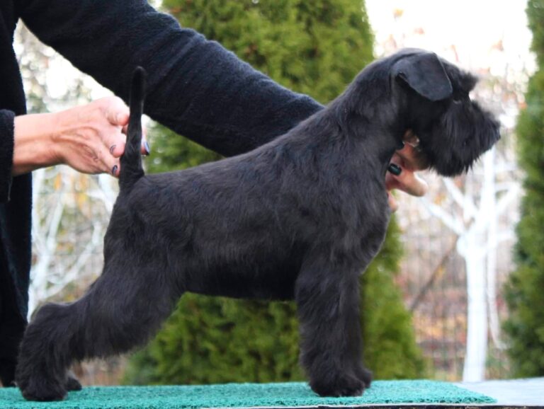 JCh. Victorious Star Pace in tutti il mondo