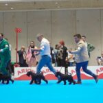 Schnauzer Miniatura Negro Victorious Star Pace in tutti il mondo “Slava” en Madrid 2023 (elección mejor hembra joven monográfica CESP)