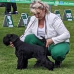 Schnauzer miniatura negro Qinder Panenka Legend De Can Rayo Campeón Internacional Junior en Polonia