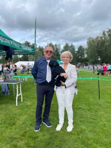 Cachorro de schnauzer miniatura negro Viola Wills Sapphire De Can Rayo en Polonia