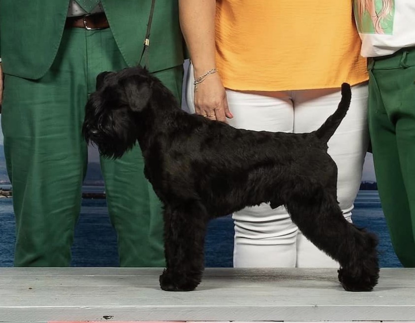 JCh. Walt Disney de Can Rayo-Schnauzer Miniatura Negro