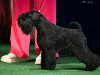 Multi Campeón VICTORIOUS STAR FLIRT - Schnauzer Miniatura Negro