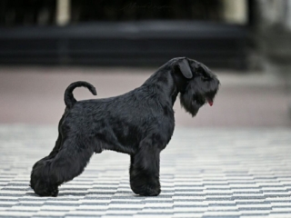 Multi Campeón VICTORIOUS STAR FLIRT - Schnauzer Miniatura Negro