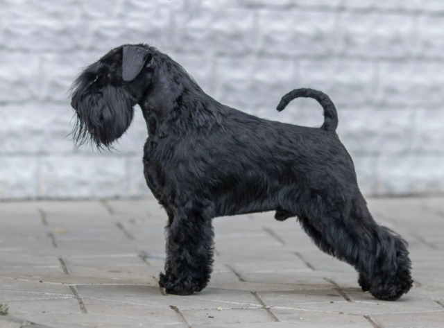 Multi Campeón VICTORIOUS STAR FLIRT - Schnauzer Miniatura Negro