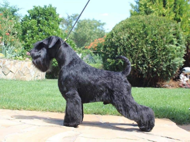 Multi Campeón VICTORIOUS STAR FLIRT - Schnauzer Miniatura Negro