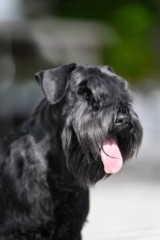 Multi Campeón VICTORIOUS STAR FLIRT - Schnauzer Miniatura Negro
