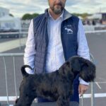 Nuestro Schanuzer Miniatura Negro VICTORIOUS STAR FLIRT 