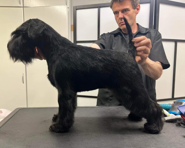 Marilyn Monroe de Can Rayo-Schnauzer Miniatura Negro