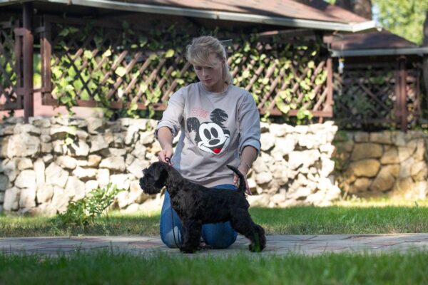 Schnauzer miniatura negro Black Bullet de Can Rayo