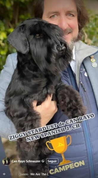 Nuevo Campeón Joven de España schnauzer miniatura negro: Ziggy Stardust de Can Rayo