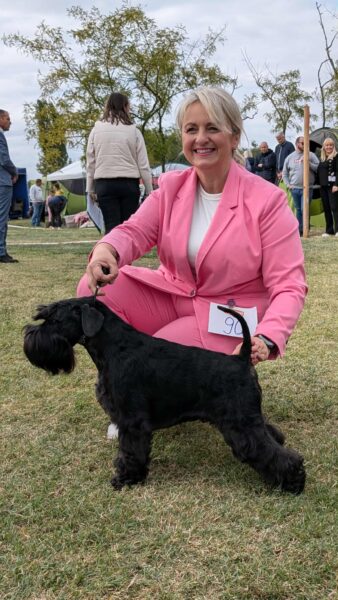 Qinder Panenka Legend de Can Rayo - schnauzer miniatura negro ¡Grán Campeón de Serbia!