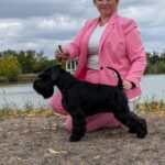 Qinder Panenka Legend de Can Rayo - schnauzer miniatura negro ¡Grán Campeón de Serbia!