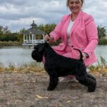 Qinder Panenka Legend de Can Rayo - schnauzer miniatura negro ¡Grán Campeón de Serbia!