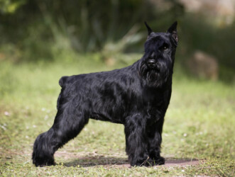 Bijou de CAN RAYO (3 años)