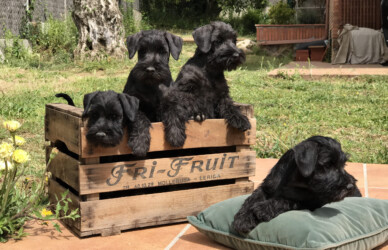 CAN RAYO “M” puppies (2 months)
