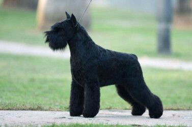 Canela Fina de CAN RAYO “Cane” (14 months)