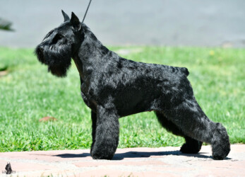 Canela Fina de Can Rayo “Cane” (3 years)
