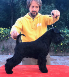 Cheiw Junior de Can Rayo “Cheiw” (13 meses)