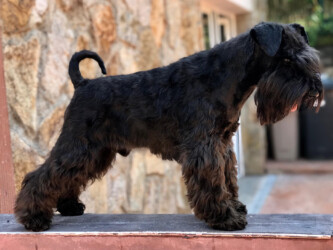 Cheiw Junior de Can Rayo “Cheiw” (18 meses)