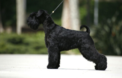 Cherie de CAN RAYO (7 months)