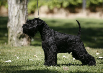 Clooney de CAN RAYO “Luca” (2 anys)