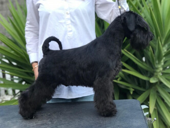 Cooper S de Can Rayo (5 meses)