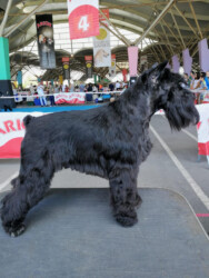 Dreamer de CAN RAYO “Otto” (3 años)